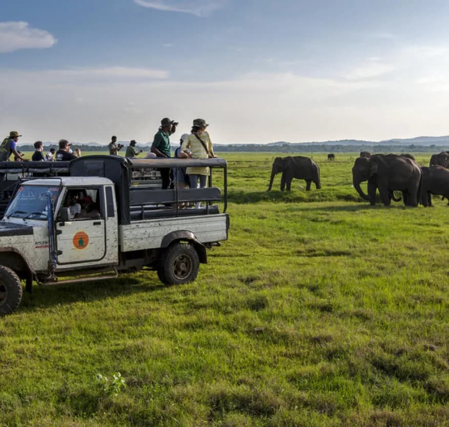 Habarana Sri Lanka Elephant Safari Jeeps