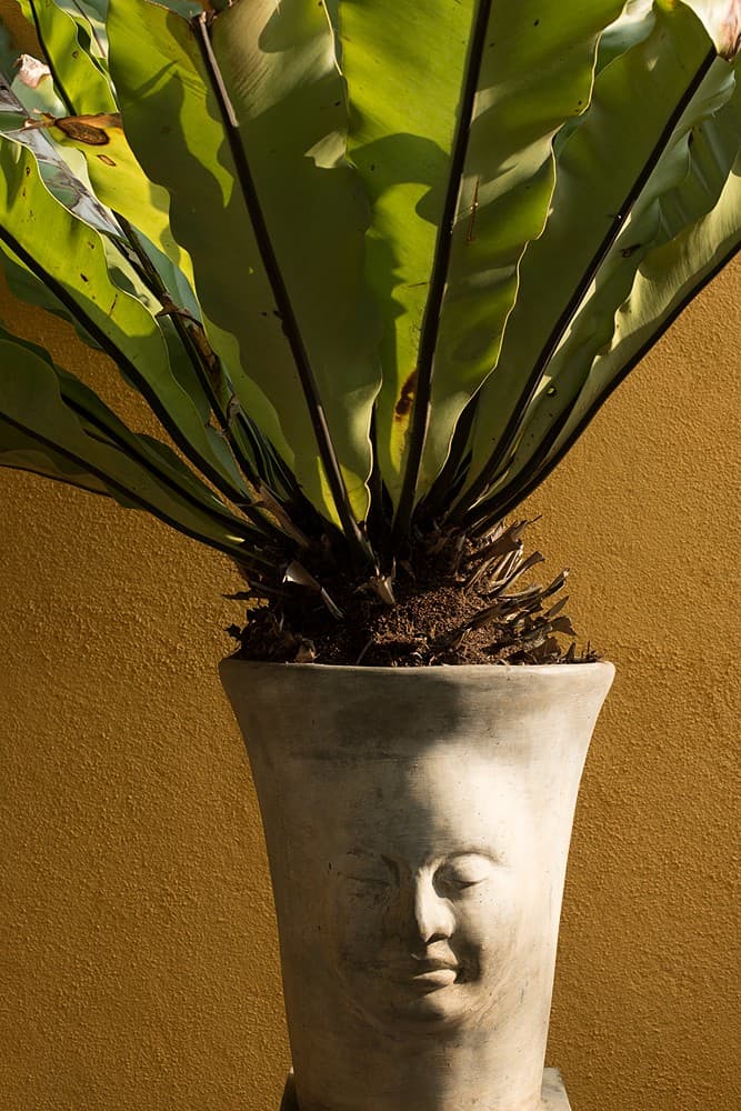Decorative Buddha head planter with tropical foliage in a boutique villa in Sri Lanka