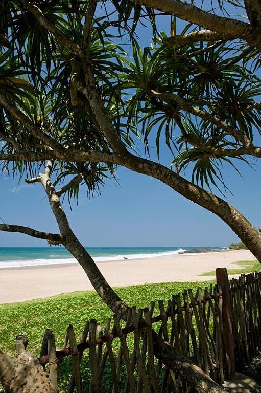 Pandanus tree and tropical garden at a beachfront villa on the Induruwa coastline
