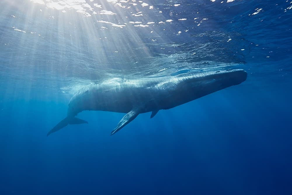 Blue whale in Mirissa underwater