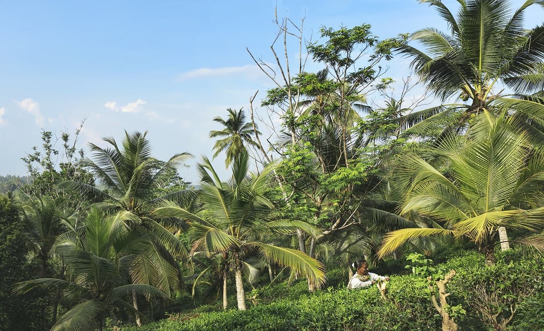 Tea estate and palm canopy aerial view in lush green