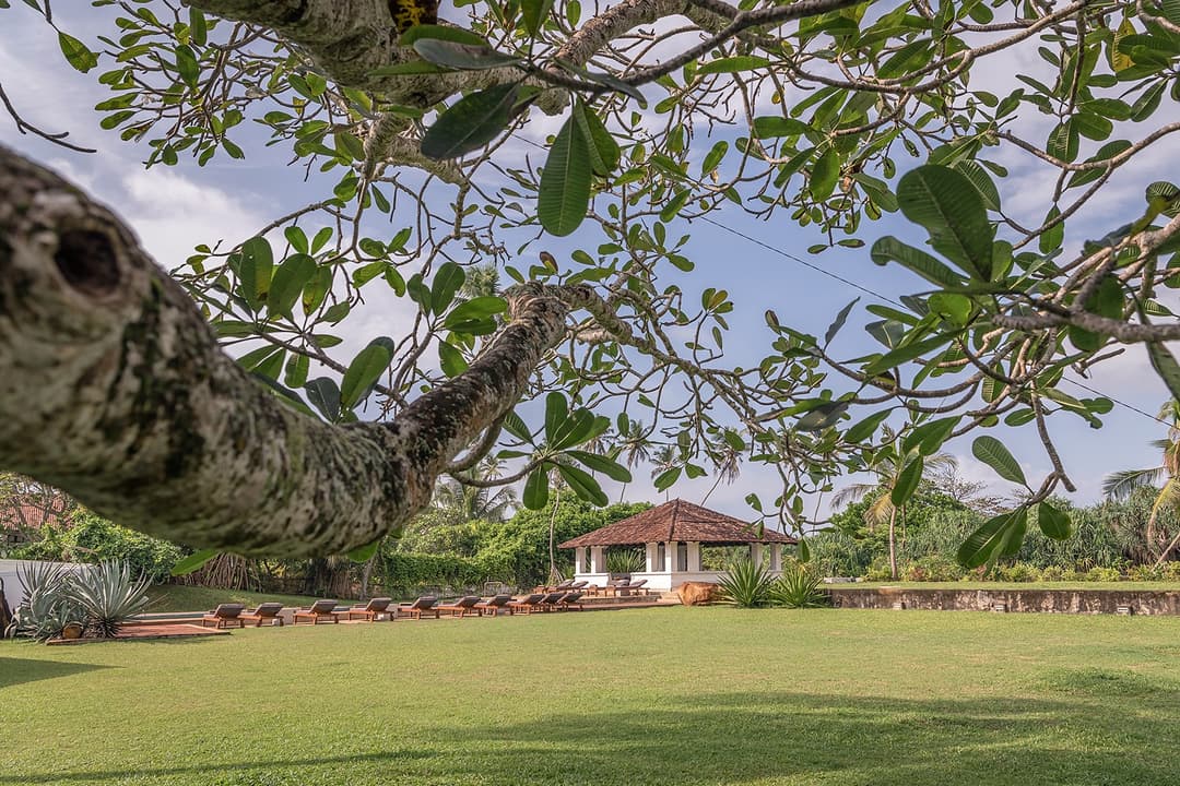 Mature frangipani tree on the lawns at Heritage House Bentota, Bentota, Sri Lanka