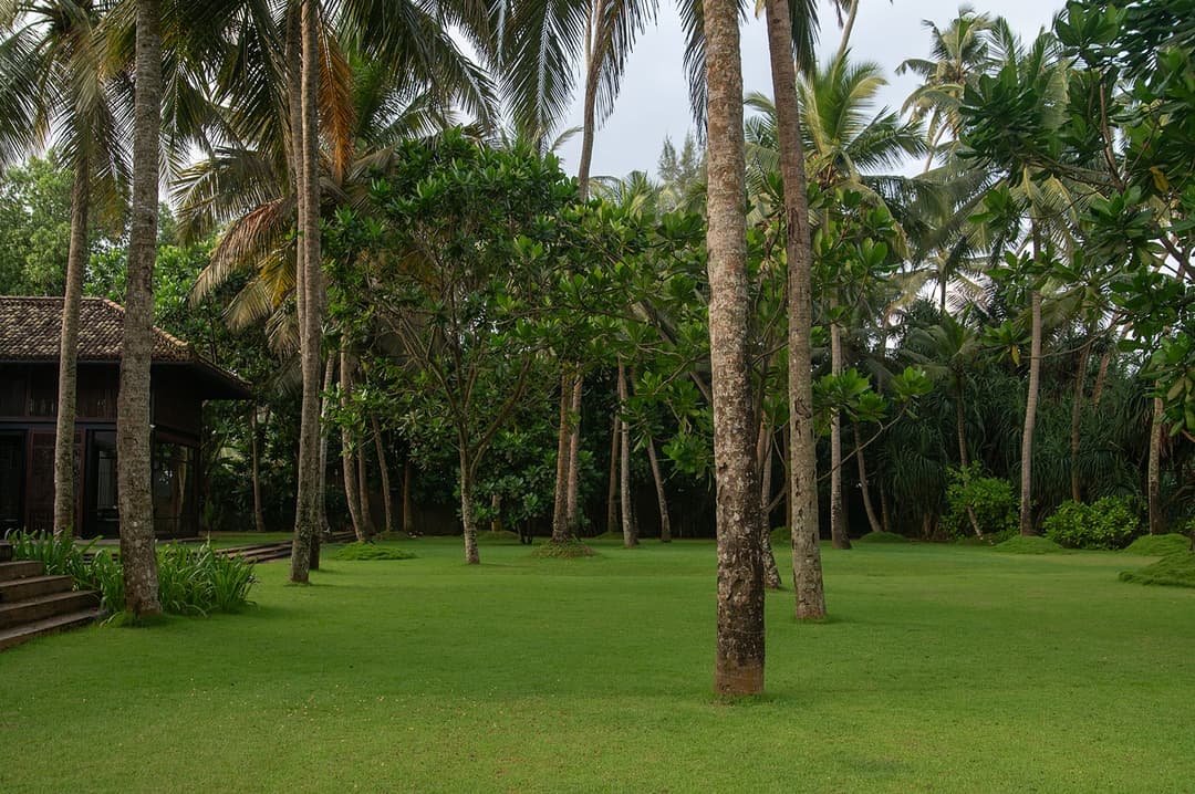 Garden with tall palms wide view, The Villa by CC Wadduwa