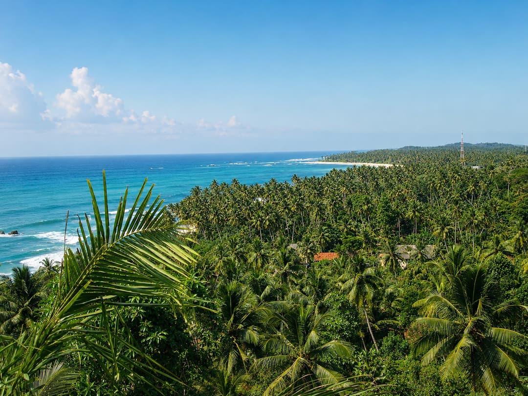 The Cape Mirissa aerial coastline with palm trees