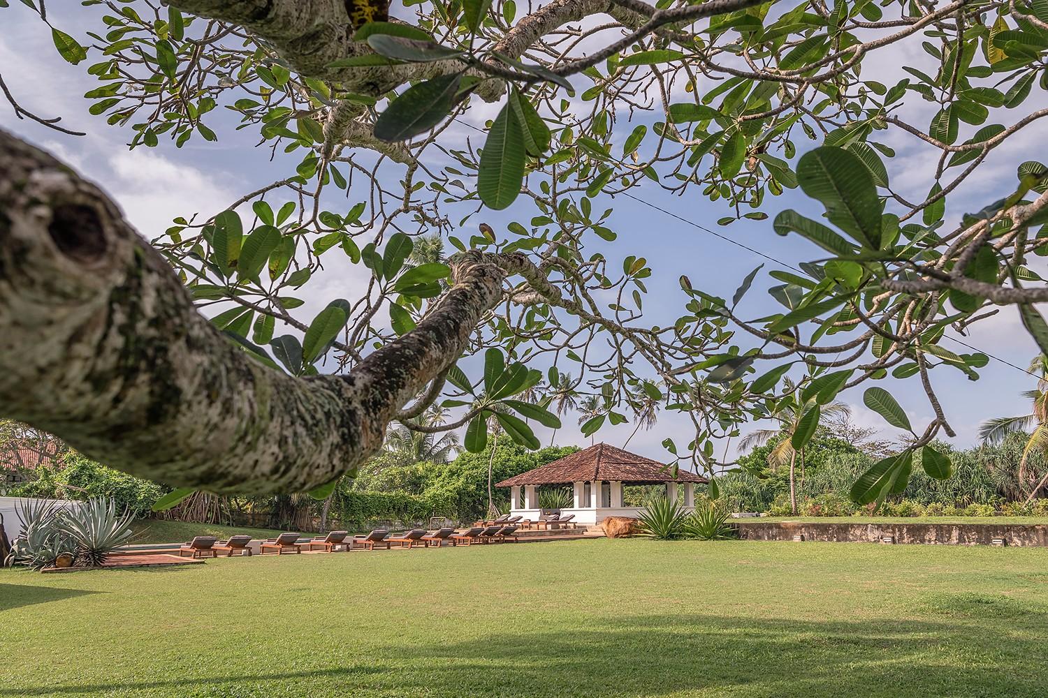 Mature frangipani tree on the lawns at Heritage House Bentota, Bentota, Sri Lanka