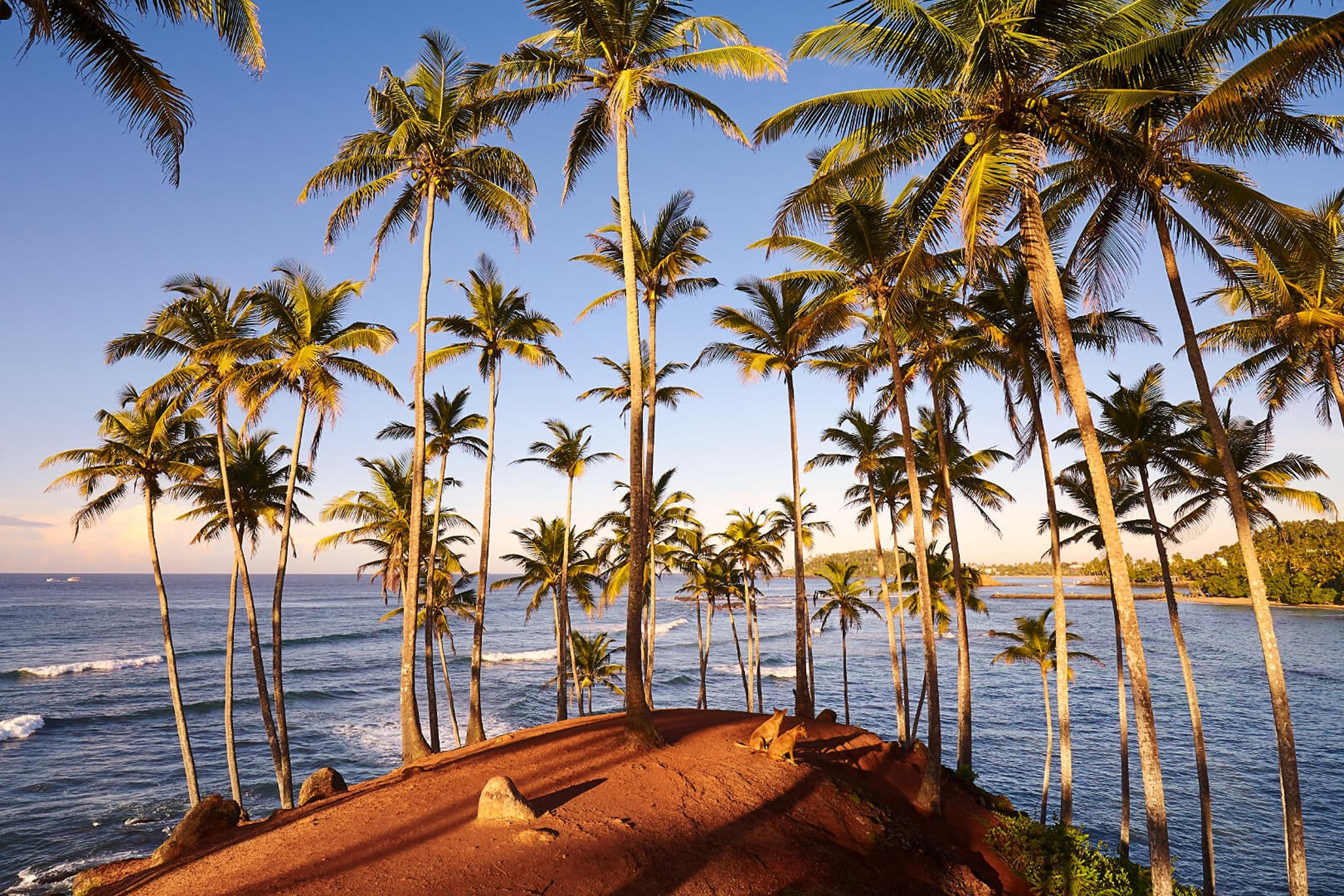 Villas in Mirissa