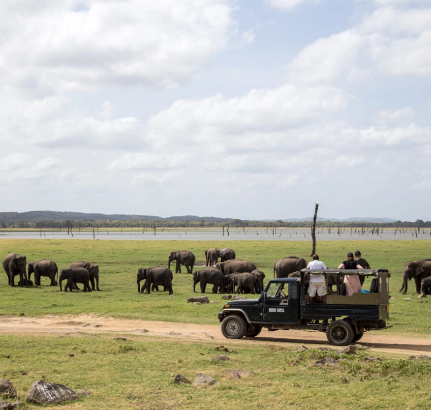 Safaris